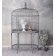 Cusca de pasari din fier forjat antik grey