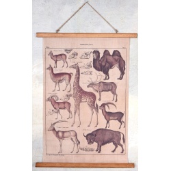 Poster mare cu animale salbatice din Africa