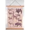 Poster mare cu animale salbatice din Africa